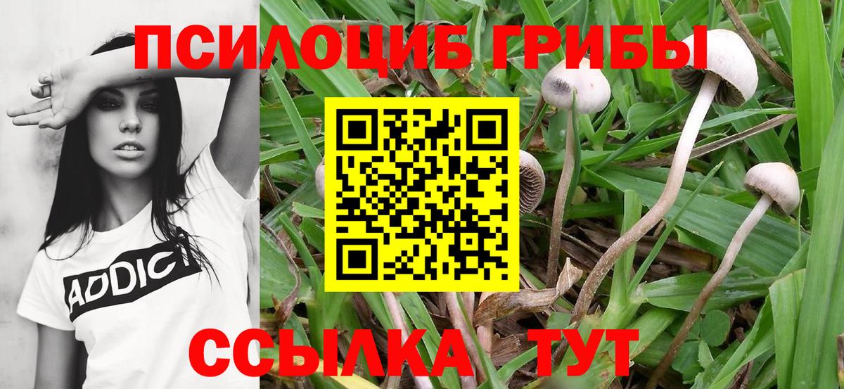 Псилоцибиновые грибы GOLDEN TEACHER  Вход с VPN  Псилоцибиновые грибы Psilocybe  Ижевск 
